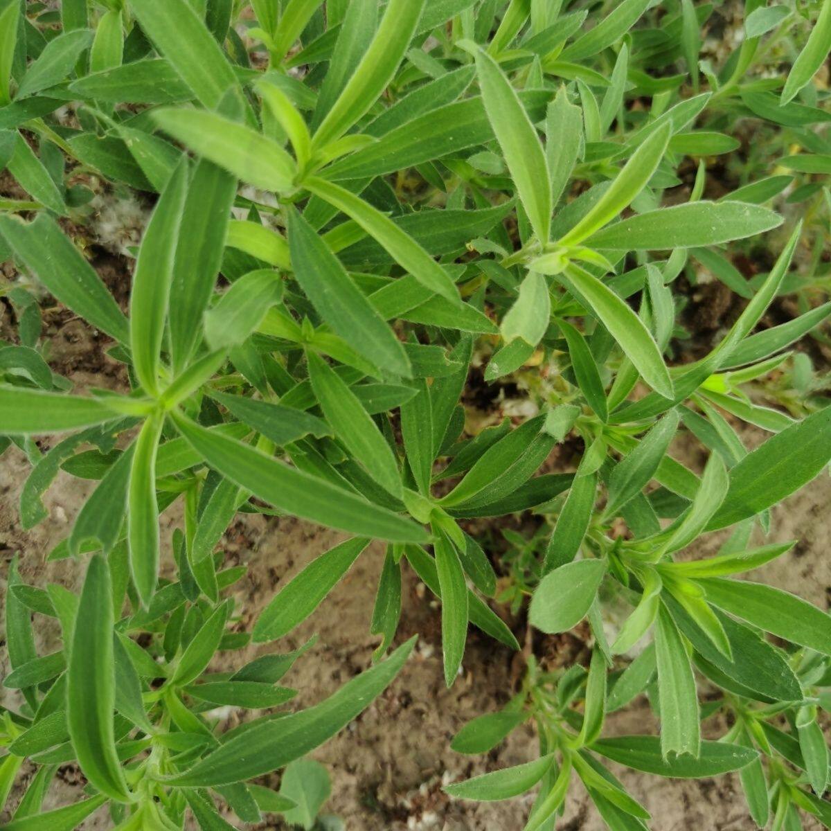 25年野外地肤菜农家观音菜野生扫帚菜孔雀松扫竹菜地麦现货包邮
