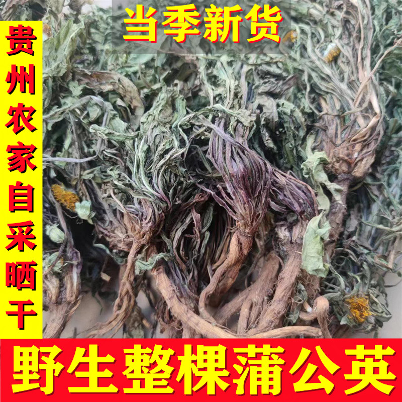 贵州野生蒲公英正品农家自采婆婆丁泡水泡茶新鲜干净晒干蒲公英根