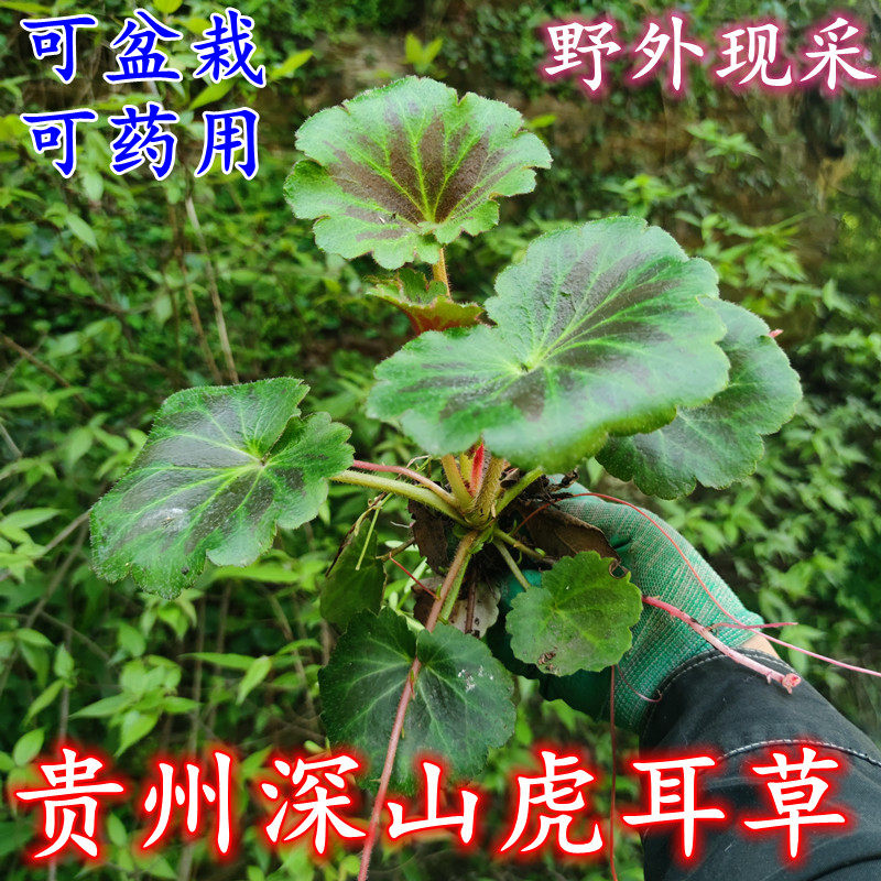 贵州深山虎耳草石荷叶虎耳草苗吸水石盆栽金线吊芙蓉老虎耳喜阴