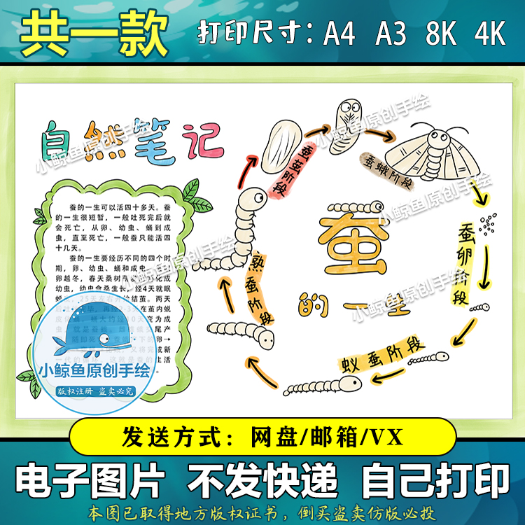 275自然笔记蚕的一生成长记录手抄报线稿自然观察日记电子版