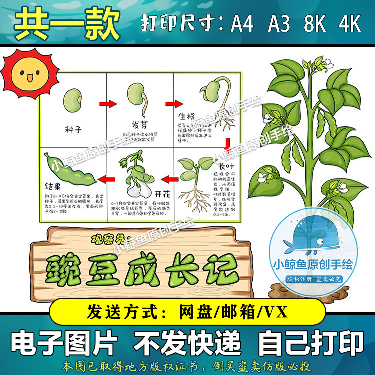 167自然笔记豌豆成长记录手抄报线稿豌豆生长观察日记电子小报