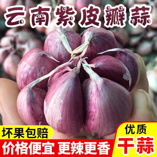 新鲜云南紫皮干大蒜紫皮蒜种非独头蒜农家蔬菜干蒜大蒜头红皮干蒜