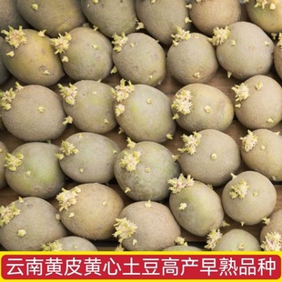 高产黄皮黄心土豆种子马铃薯种子粉糯黄心发芽土豆种云南高山土豆