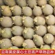 高产黄皮黄心土豆种子马铃薯种子粉糯黄心发芽土豆种云南高山土豆