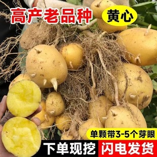 黄皮黄心土豆种子包邮云南农家高原土豆种洋芋种高产早熟马铃薯种
