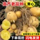 黄皮黄心土豆种子 云南农家高原土豆种洋芋种高产早熟马铃薯种 包邮