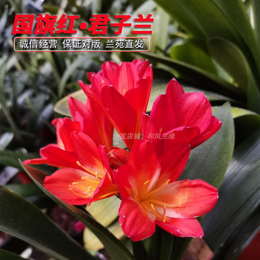 国旗红君子兰大红花色