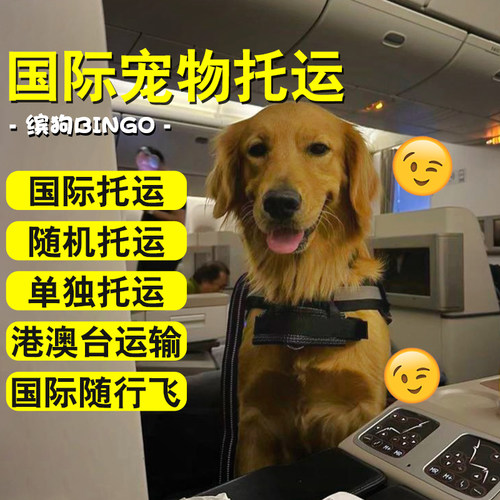国际宠物运输托运猫咪狗子一站式服务全球出入境手续文件加急办理