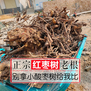 山生新货中药材枣根 新鲜红枣树根 枣树根 大枣树老根1斤买3送1