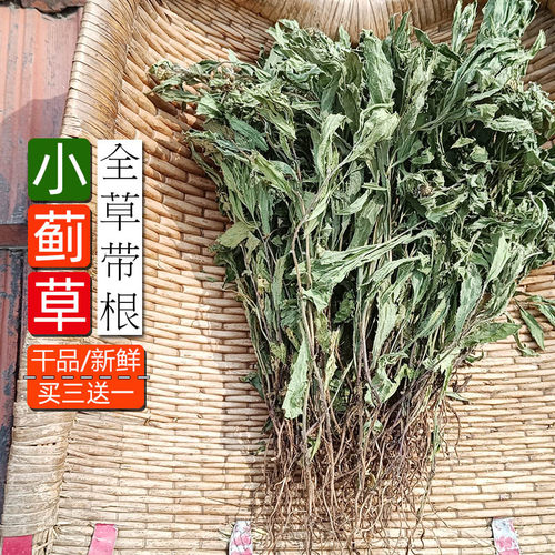 山生新鲜小蓟草带根包邮