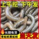 鲜活黑蚯蚓钓黄鳝青蚯蚓臭蚯蚓活体蚯蚓钓鱼活饵鲜活土蚯