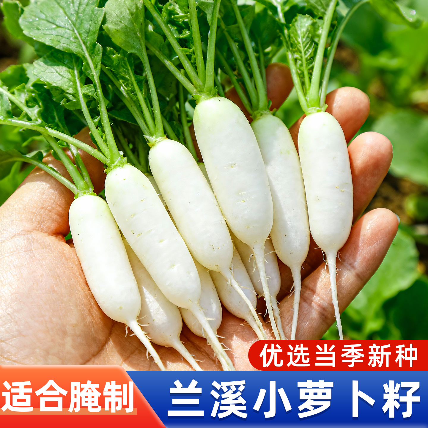 兰溪小白萝卜种子腌制阳台盆栽种