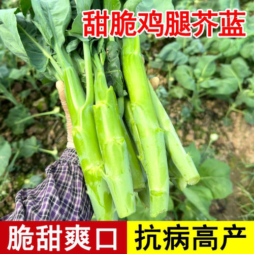 甜脆鸡腿芥蓝种子甜芥兰种籽孑广东四季耐热耐寒高产菜籽蔬菜大全 - 封面