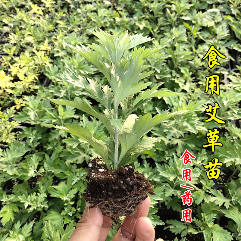 艾草种子苗春季食用药用驱蚊种籽孑艾叶艾蒿青蒿大叶小叶四季盆栽