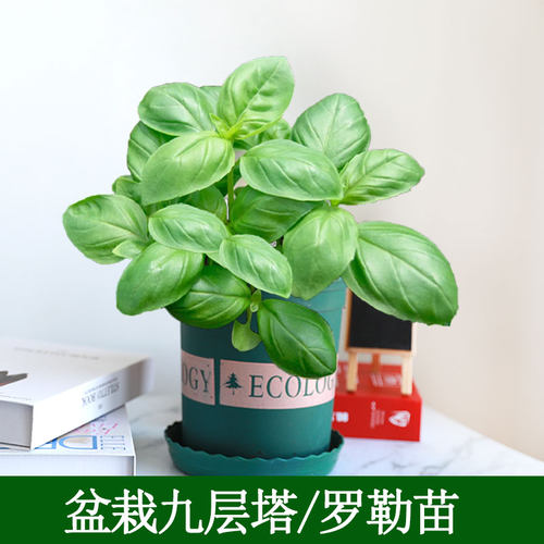 盆栽九层塔种子四季盆栽罗勒苗