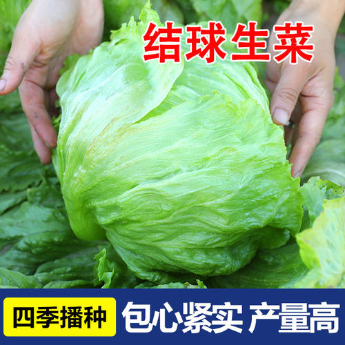 结球生菜种子四季青菜蔬菜菜种