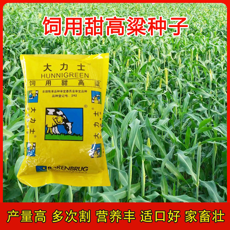 大力士甜高粱牧草种子种籽优质草籽草种喂牛猪鱼草四季草种高产羊
