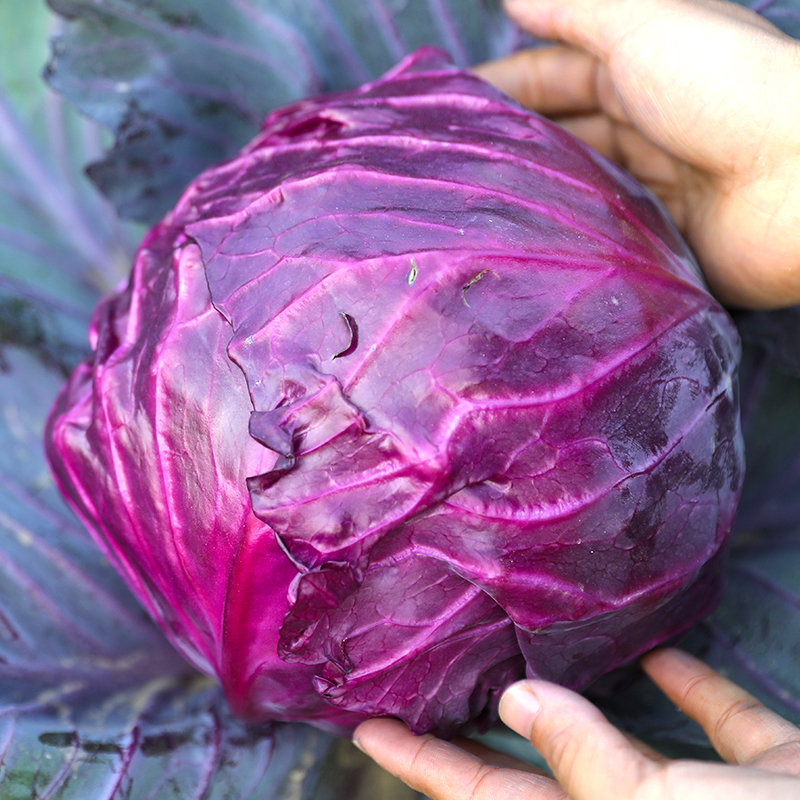 紫甘蓝种子四季秧苗包心菜