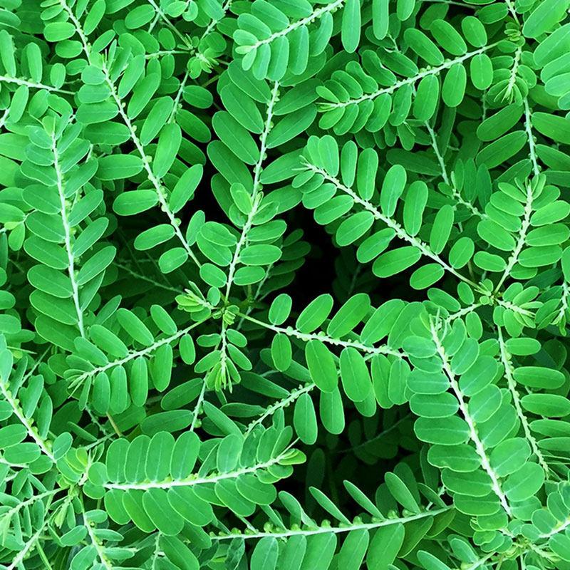 四季盆栽含羞草种子苗室内绿植植物害羞草种籽孑趣味草籽草种阳台