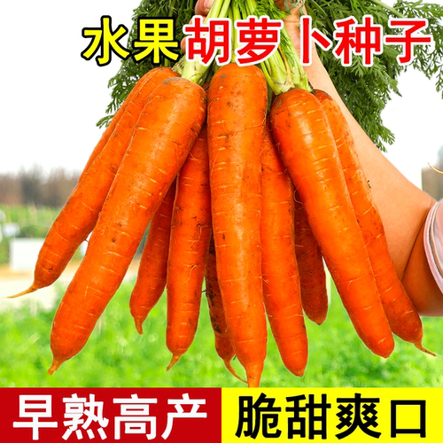 胡萝卜种子大全夏秋四季高产菜籽