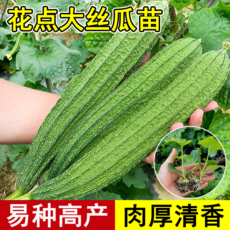 花点棱丝瓜种子四季高产南方菜苗