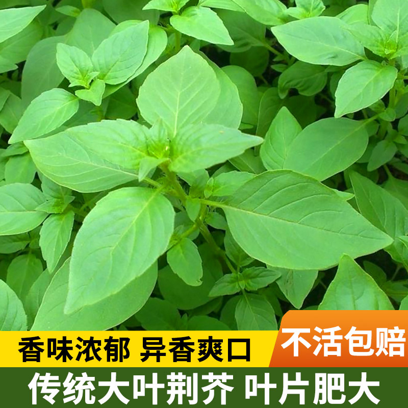 荆芥菜种籽河南大叶荆棘种子孑苗大全四季食用阳台盆栽汉菜青菜秧