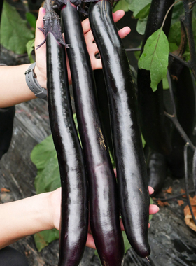 日本经典长茄王茄子种子苗种籽孑黑紫色特大蔬菜高产秧苗带土菜苗