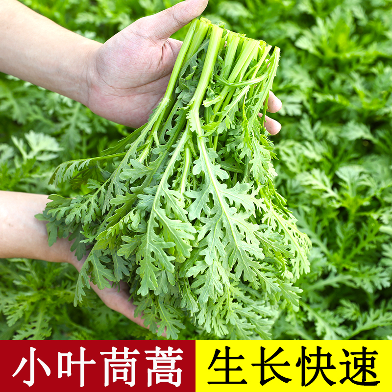 小叶茼蒿种子皇帝菜四季蔬菜青菜