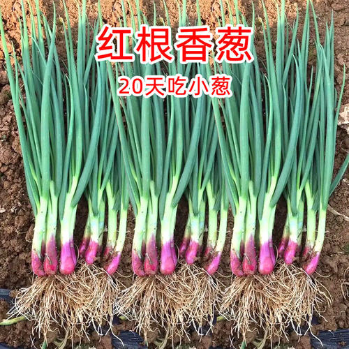 红根小香葱种子农家四季蔬菜