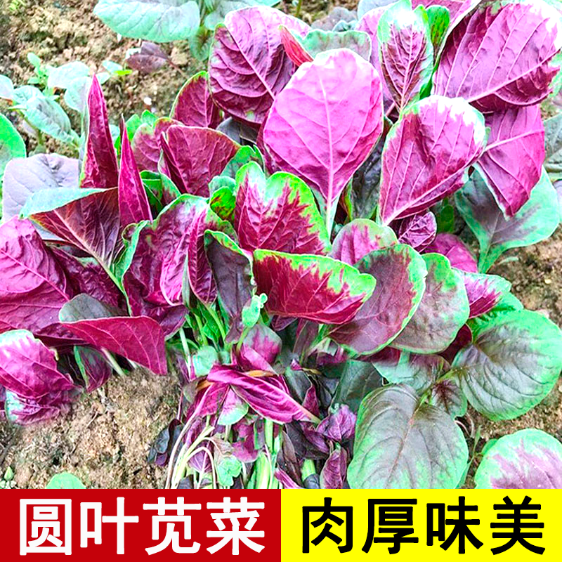 蔬菜满身黄籽四季春天苋菜种子