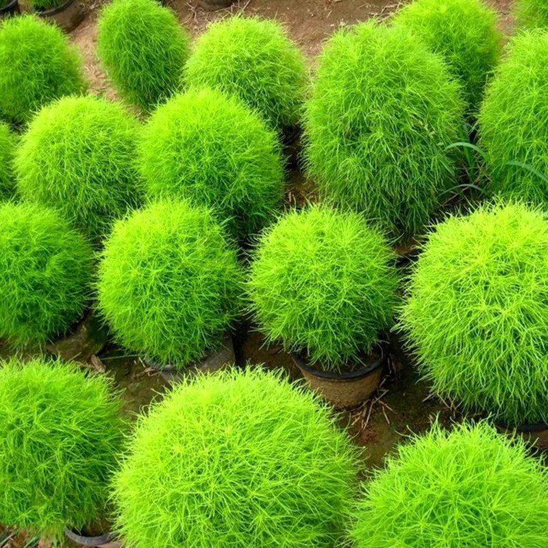 扫帚菜种子种籽孑菜籽菜种扫把苗四季蔬菜阳台盆栽秋季夏季地肤子