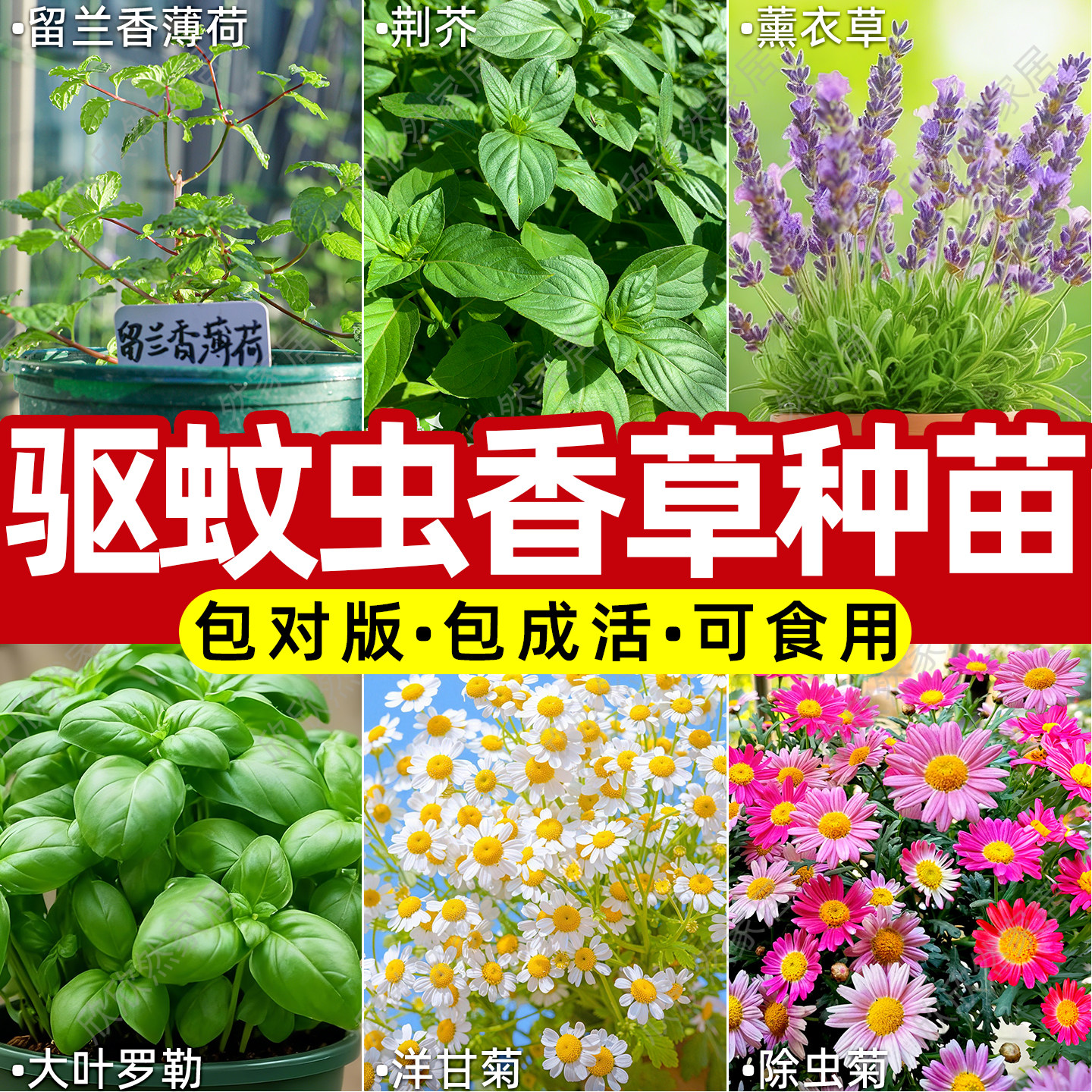 大叶罗勒种苗夏四季驱蚊虫盆栽