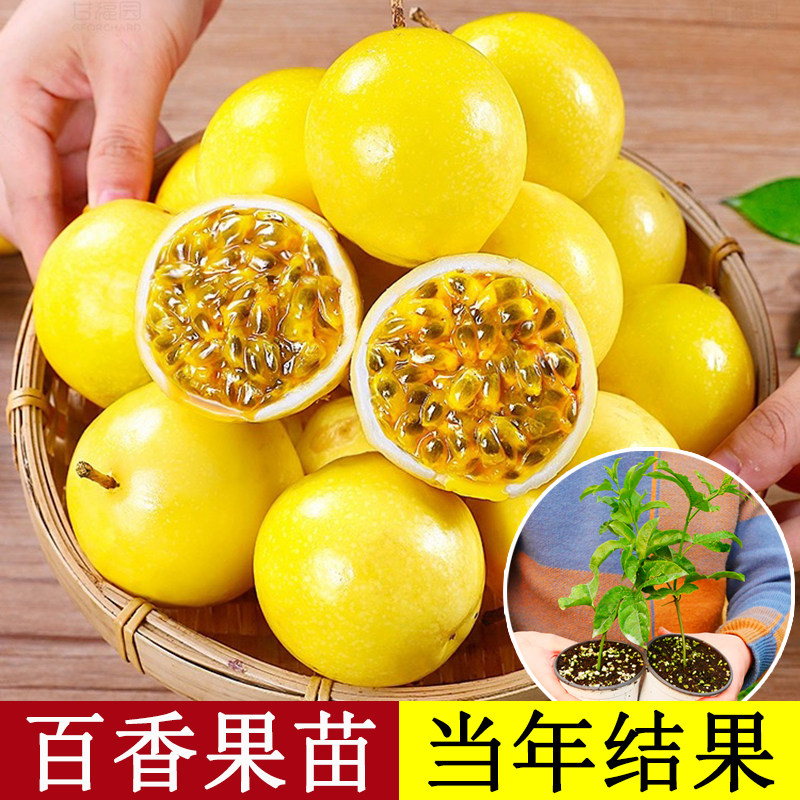黄金百香果苗当年结果鸡蛋果爬藤图片