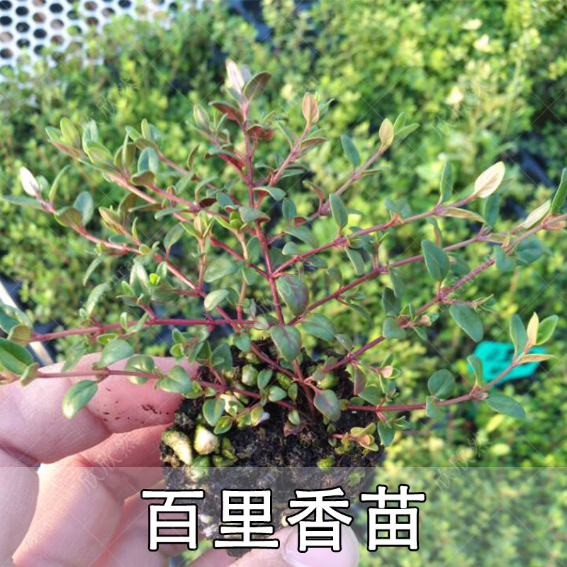 匍匐金边百里香盆栽苗室内可食用香草苗花卉新鲜绿植配菜作料香草