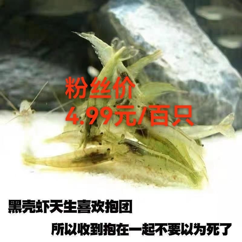 黑壳虾除藻草虾观赏虾工具清洁虾饲料虾活体水族箱鱼缸冷水虾中型