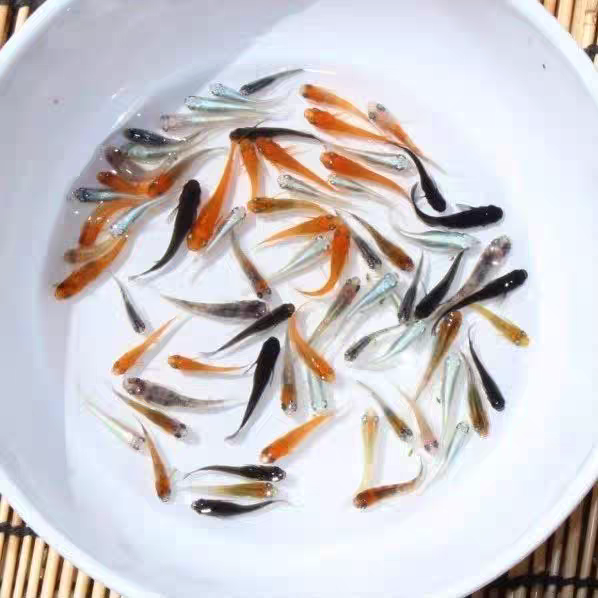 直播观背青鳉鱼青鱂鱼苗成鱼卵不打氧小鱼观赏鱼小型锦鲤古法10条