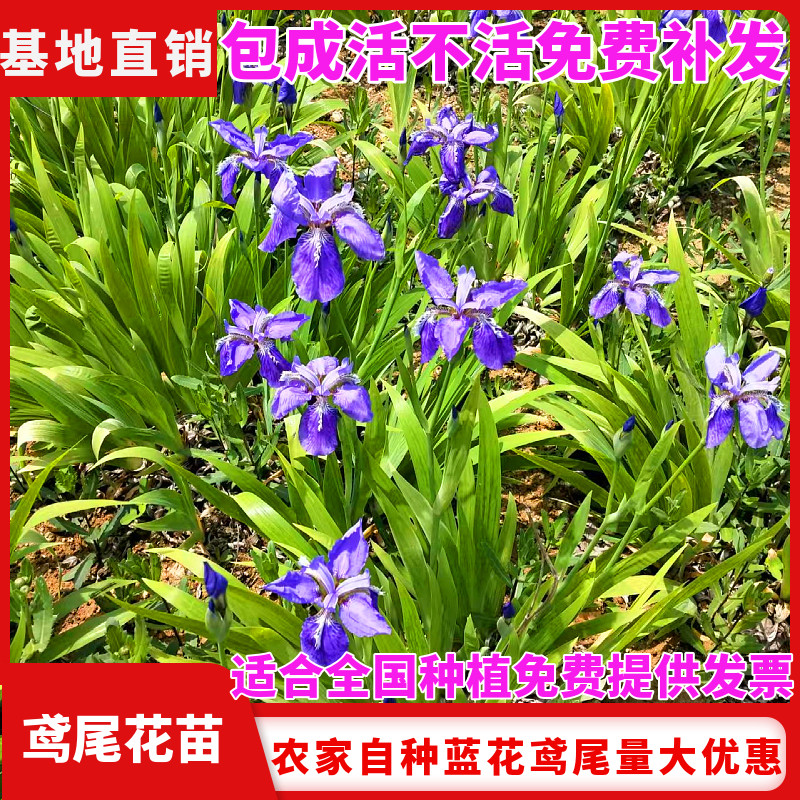 鸢尾花苗庭院道路绿化苗蝴蝶兰苗盆栽蓝花鸢尾苗素心兰花地被植物