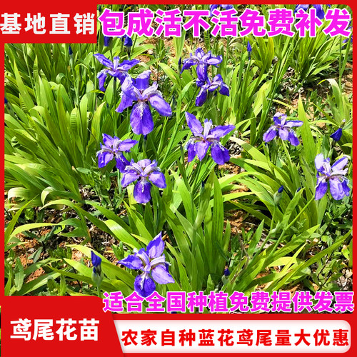 庭院道路绿化苗鸢尾花苗耐寒耐热