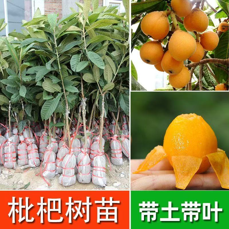 广东高产枇杷树苗大五星早钟六号嫁接果苗白玉枇杷南北方庭院果树