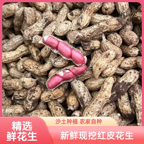 【红皮湿花生】河南新鲜红皮鲜花生沙地带壳红衣生花生现挖3斤5斤