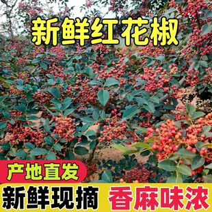 2026年新鲜花椒特麻特香湿花椒批发活花椒炸花椒油新鲜红花椒