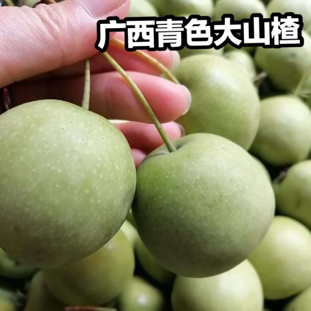 2024年新鲜现摘广西山楂青皮绿色特产酸涩大肉水果山楂特产
