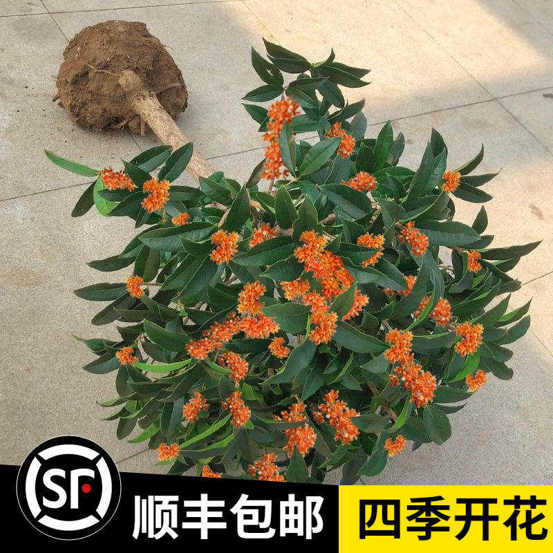 桂花树苗桂花苗盆栽嫁接苗四季