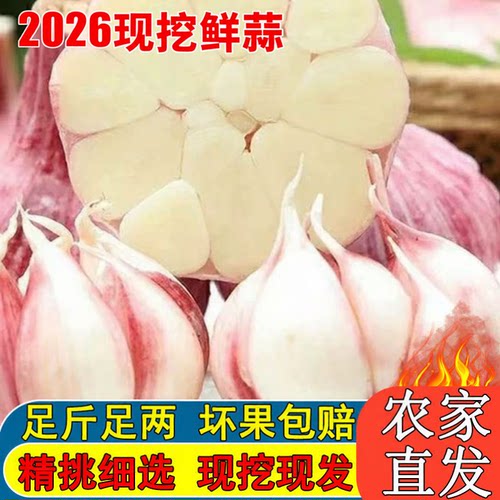 邳州紫皮大蒜头5斤新鲜大蒜农家多瓣湿蒜头2026新蒜整箱现挖现发