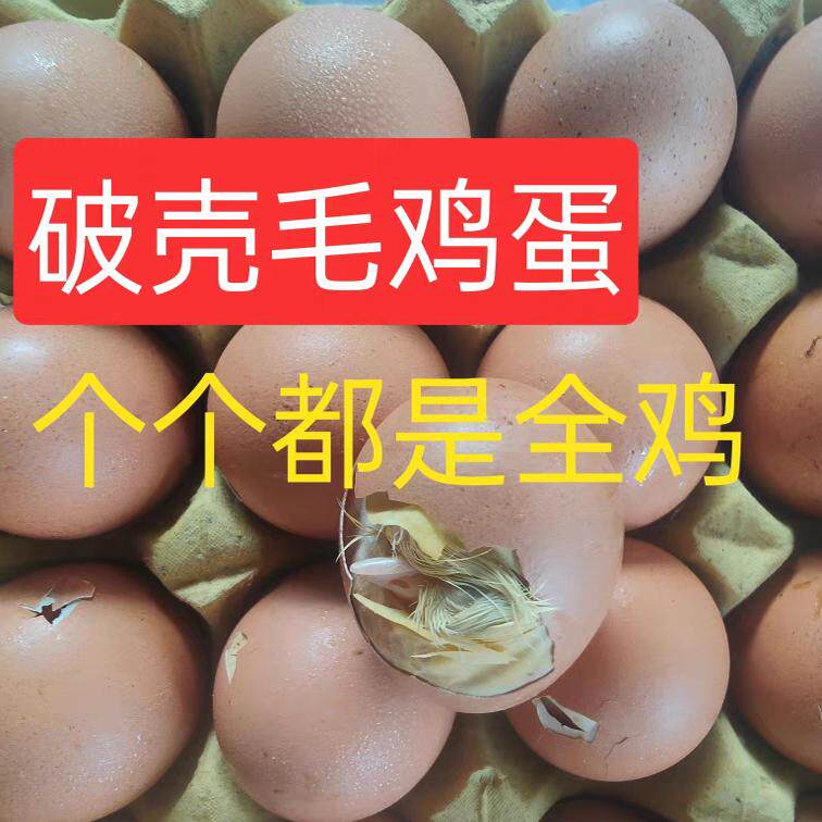 新鲜21天毛鸡蛋微啄壳全鸡毛蛋全喜蛋百分百发育完整介意碎壳慎拍