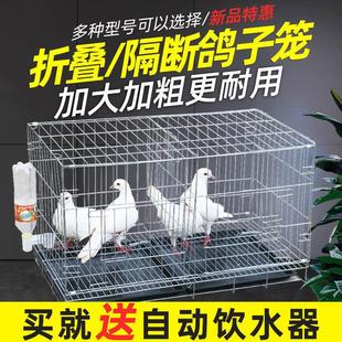 鴿子籠大號家用折疊帶隔斷鴿籠配對養(yǎng)殖繁殖籠子鴿子用具鴿棚鴿舍