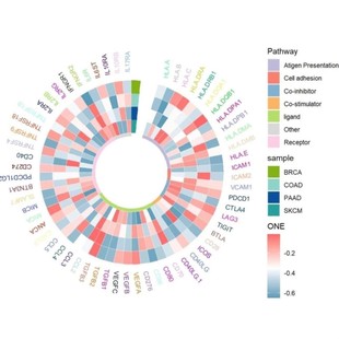 Ingenuity Pathway Analysis IPA数据库 生物生信分析 基因表达
