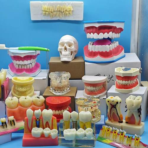 各种牙模型牙教具牙磨具