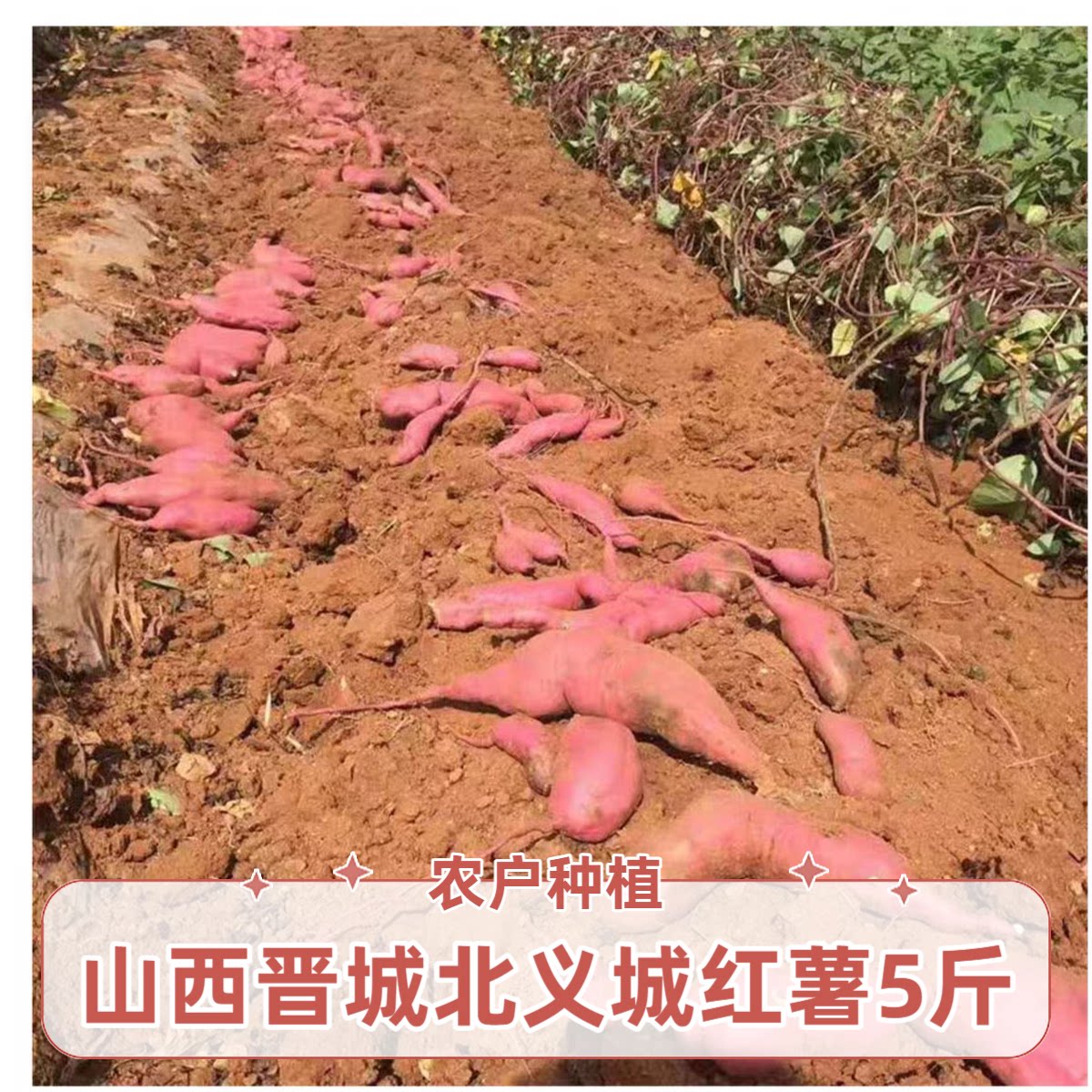 山西晋城特产北义城红薯农家自种粉糯香甜地瓜番薯5斤新鲜