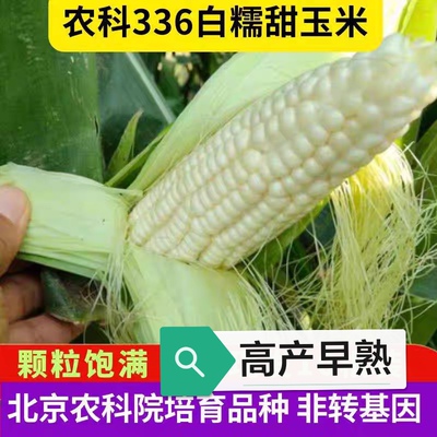 农科糯336甜糯玉米籽30粒3元获多个奖香甜软糯